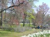 Image of a field full of flowers and trees