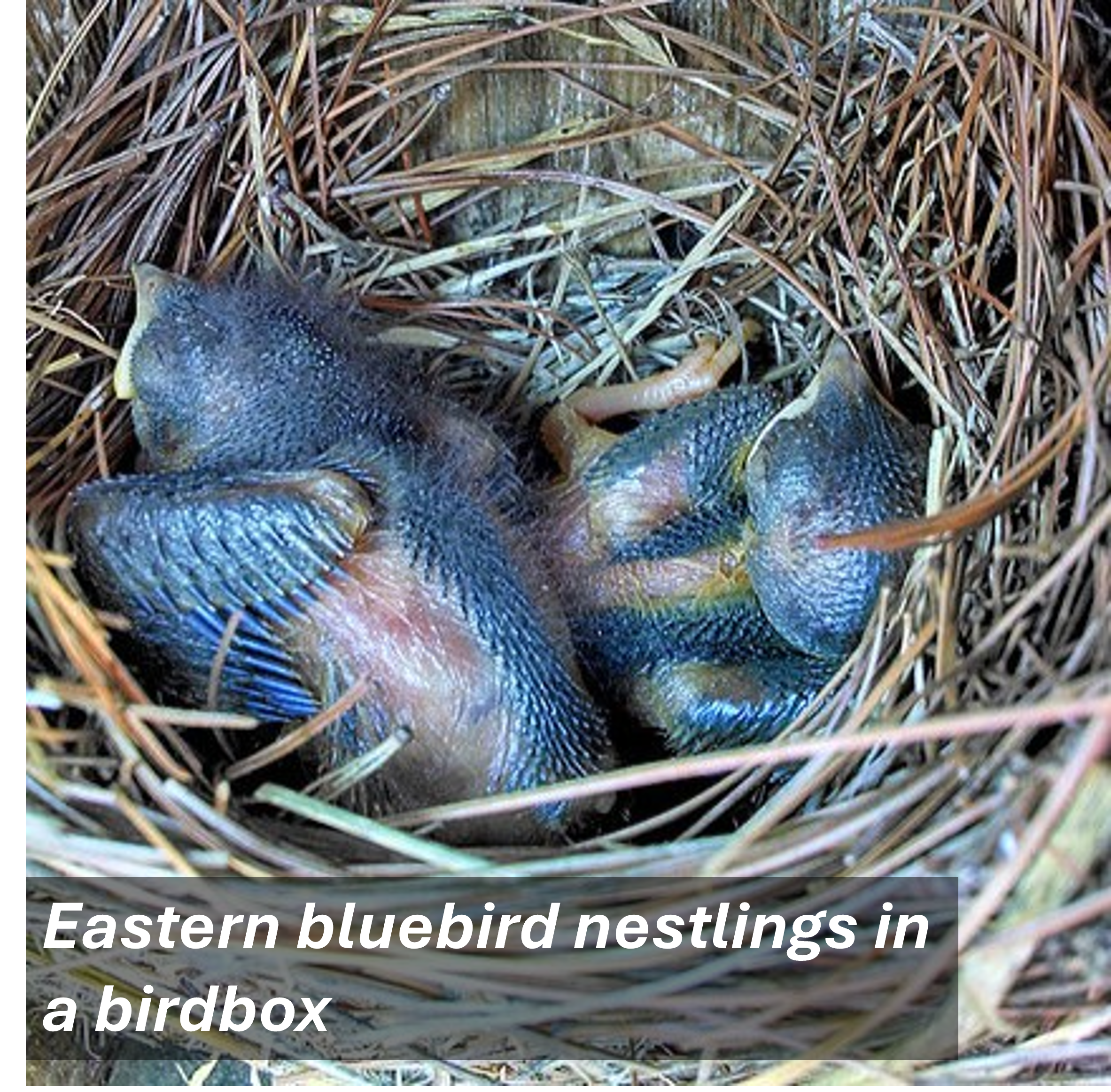blubrd nestlings.jpg