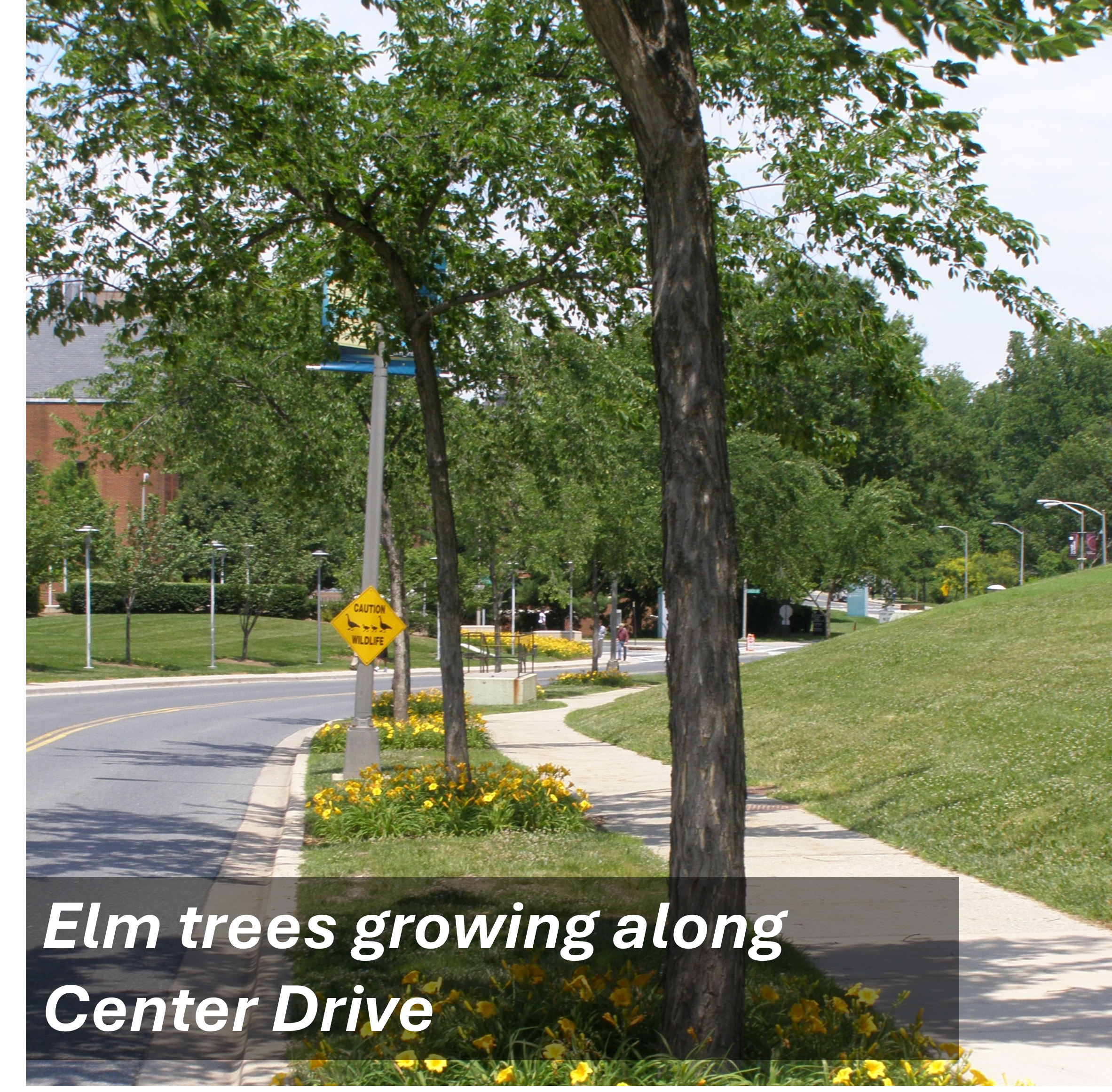 CENTER DRIVE ELM TREES.JPG