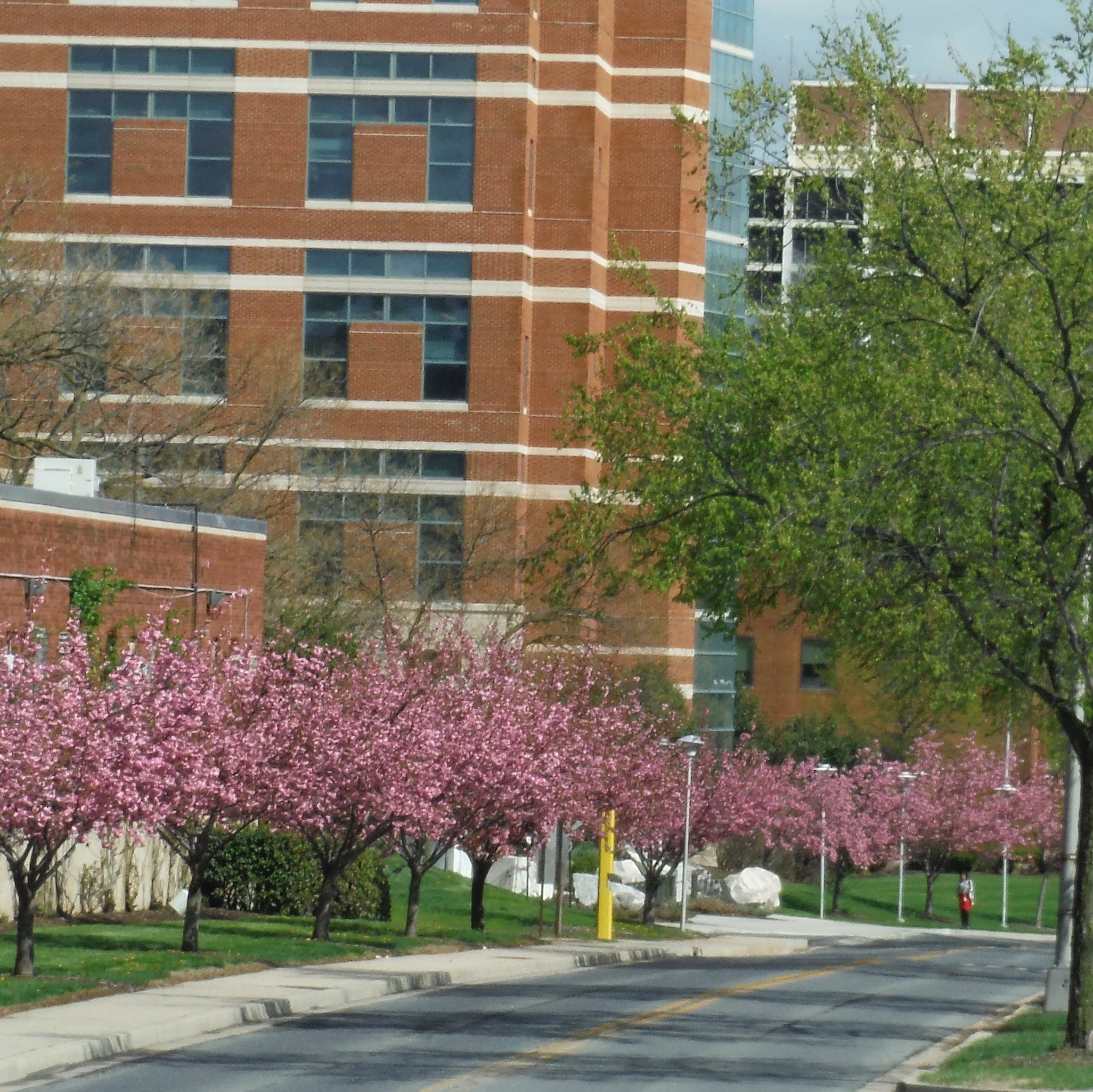 CENTER DRIVE 2015.JPG