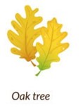 Oak_Leaf.jpg