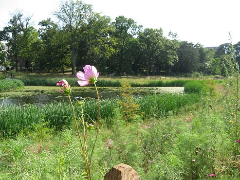 A photograph of the Stoney Creek Pond on the Bethesda campus