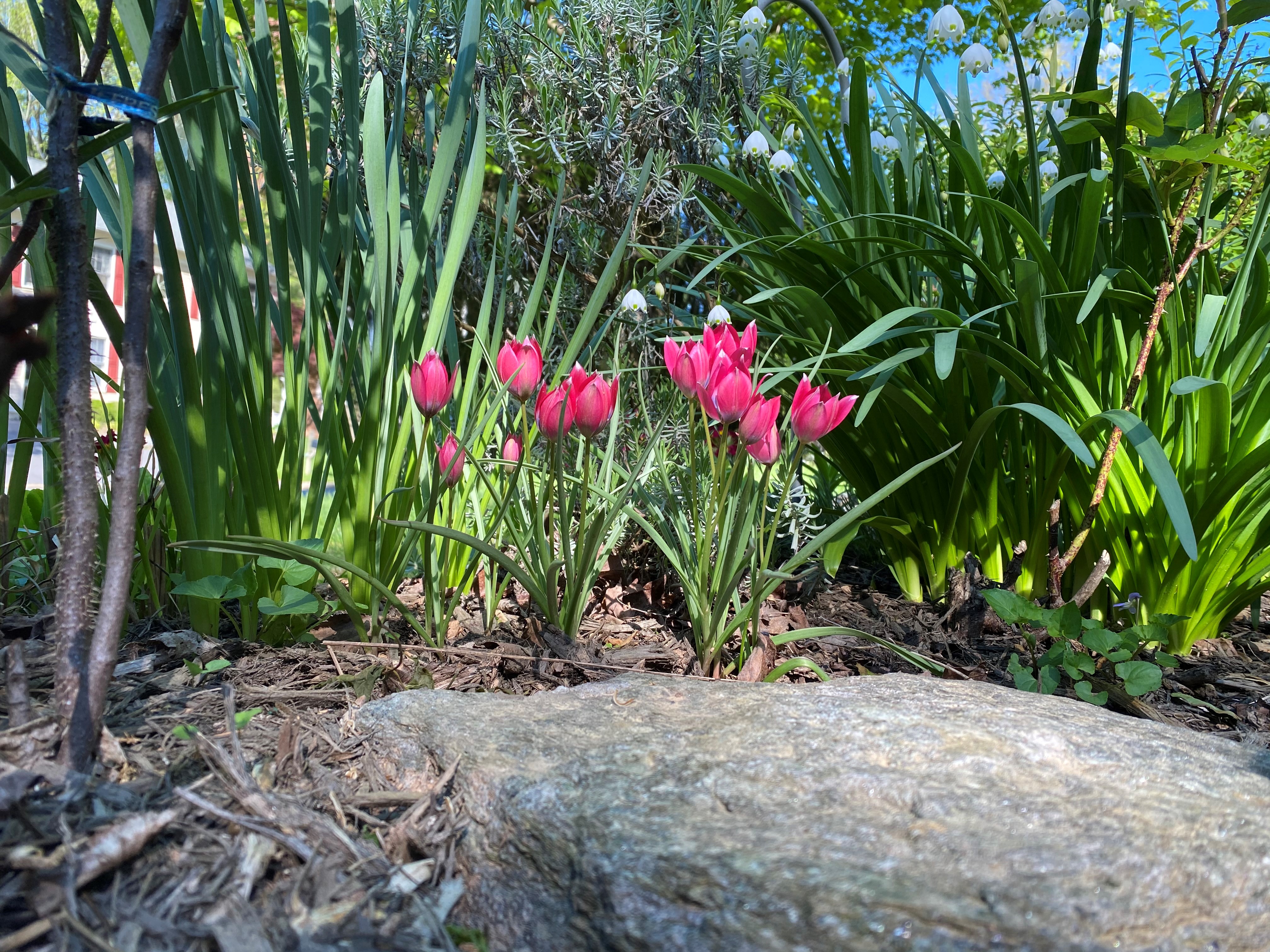 Garden_Flowers.jpg